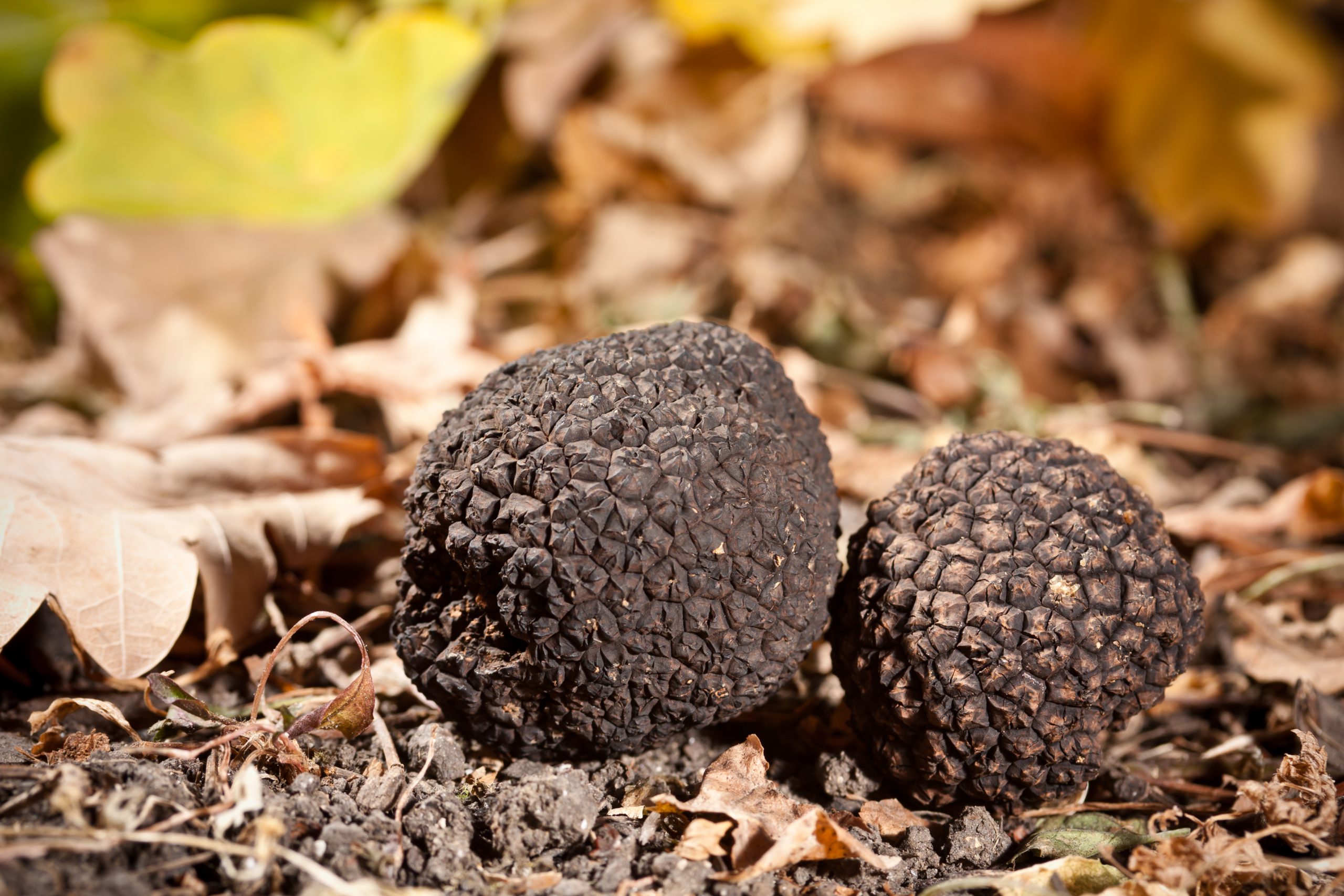 Black truffles